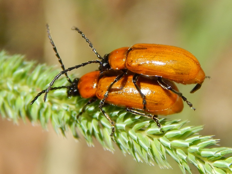 Chrysomelidae: Exosoma lusitanicum